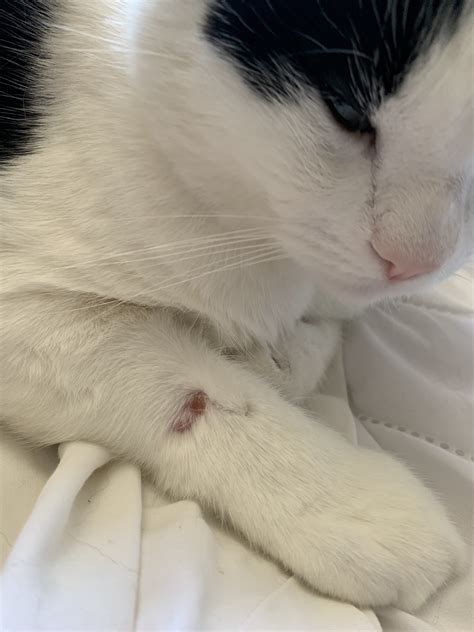 My Cat Has A Scablump That Is Growing Slowly Askvet