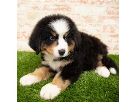 The unregulated breeders who are selling outside of. Bernese Mountain Dog Puppies - Petland Pets & Puppies Chicago Illinois