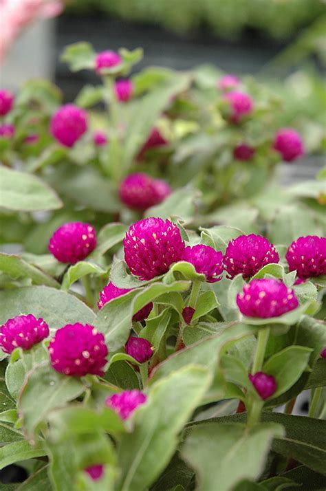 Buddy Purple Globe Amaranth Gomphrena Globosa Buddy Purple In