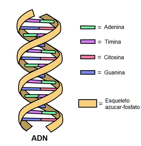 ¿qué Es El Empaquetamiento Del Adn