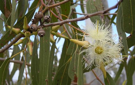 The Most Wondrous Health Benefits Of Eucalyptus Australias Miracle Plant