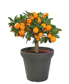 Check spelling or type a new query. Top 6 Dwarf Fruit Trees You Can Plant In a Mini Garden
