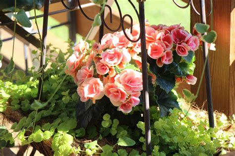 Begonia And Creeping Jenny At Khimaira Farm Luray Va Creeping Jenny