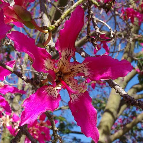 Silk Floss Tree Ceiba Speciosa Flower South Coast Botanic Garden