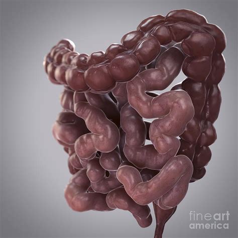 Human Intestines Photograph By Science Picture Co