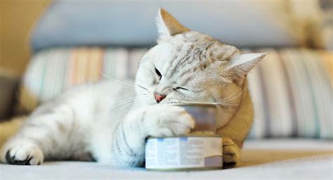 What about all those antioxidants? Best Cat Food For Older Cats - Choosing The Right Senior ...