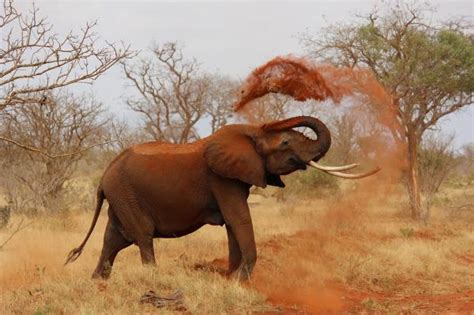 Spending most of the day eating the leaves, bark, and fruits of trees and shrubs, elephants are herbivores, and they may also eat grasses and herbs. An Elephant's Diet