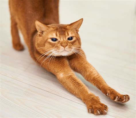 Pros Cons And Safe Alternatives To Cat Declawing Cats And Dogs