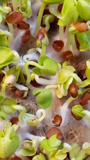 The Ultimate Guide To Growing Microgreens The Green Experiment Company