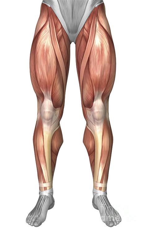 Their main function is contractibility. Diagram Illustrating Muscle Groups Digital Art by Stocktrek Images