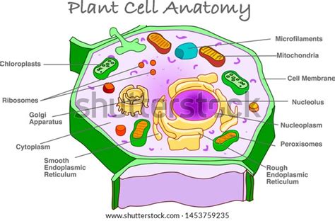 Check spelling or type a new query. Plant Cell Anatomy Annotated Plant Cell Stock Vector ...