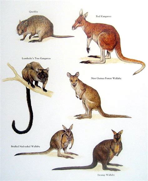 Exotic Animals Quokka Red Kangaroo Swamp Wallaby Vintage 1984