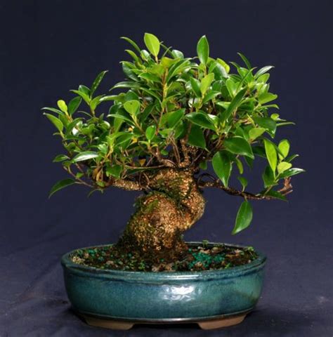 Golden Gate Ficus Bonsai