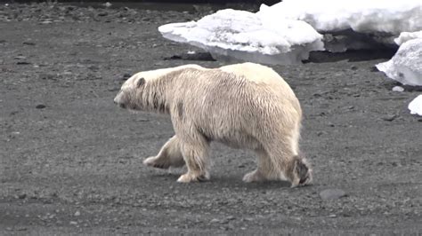 Big Polar Bear Walking In Svalbard In The Arctic Sea Youtube
