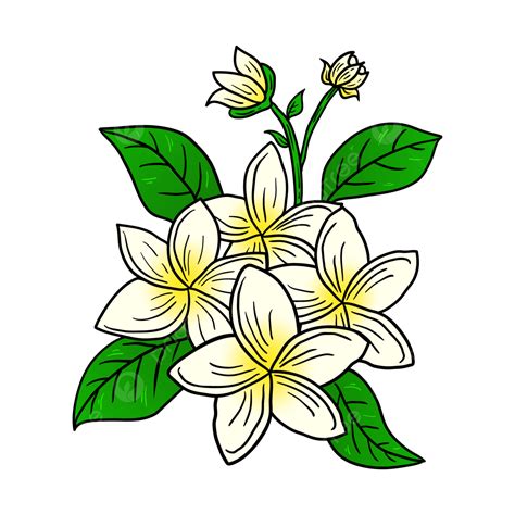 Desain Gambar Tangan Bunga Kamboja Bunga Kamboja Floral Png Dan