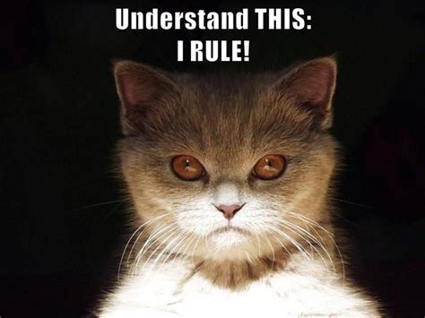 Understand This I Rule Bad Cats Silly Cats Cats And Kittens Cute
