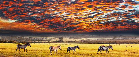 If You Are Searching For The Best Africansafarivacation Then Your