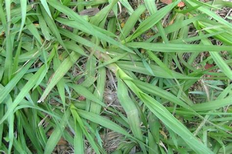 Bahiagrass takes a while to establish, so weeds can prevent it from taking root properly. bahia grass | Weed Identification - Brisbane City Council
