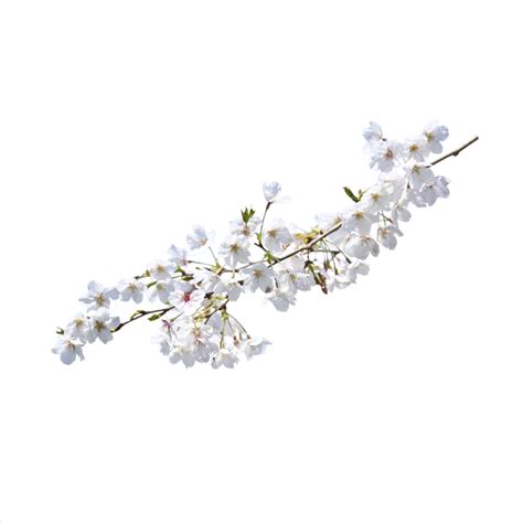 White Flowers Branches Plant Cherry Blossom White Flowers Branch PNG