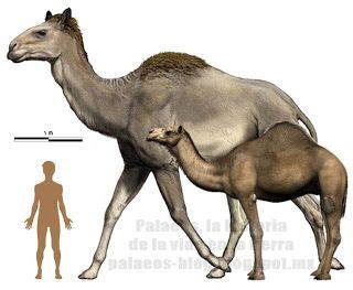 Camels can withstand losing 25% of their body weight to sweating, whereas most other mammals can withstand the earliest known camel, called protylopus, lived in north america 40 to 50 million years ago the last camel native to north america was camelops hesternus, which vanished along with. Titanotylopus, the biggest camel to have ever existed ...