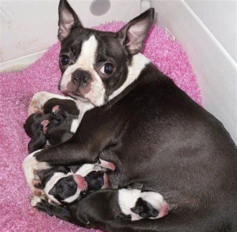 All About Small Boston Terrier Dogs Temperament Bostonterrierfinds