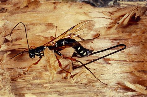 Female Woodwasp Using Her Ovipositor To Bore Wood Stock Image Z345