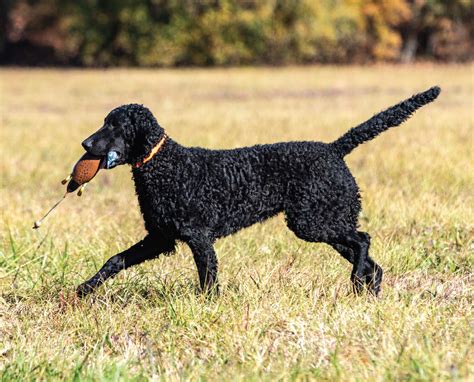 Curly Coated Retriever Dog Breed Information History And More