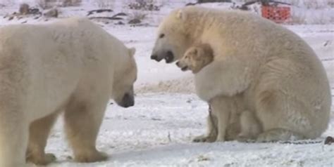 Polar Bears Come To Play With Dogs Video Boomsbeat