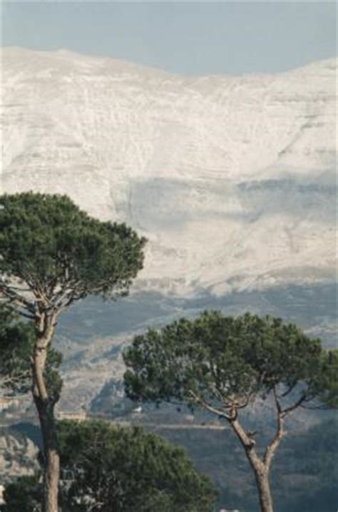 Olive trees do not require pruning in order to produce fruit, at least not until they are around 50 years old. Non-Fruiting Olive Trees | Home Guides | SF Gate