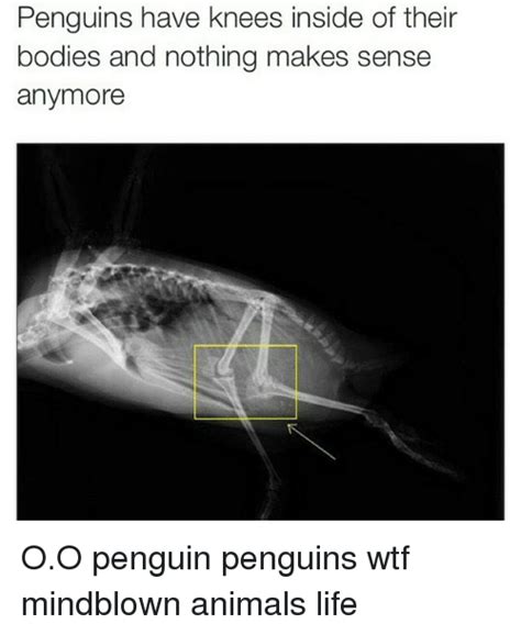 Penguins Have Knees Inside Of Their Bodies And Nothing Makes Sense