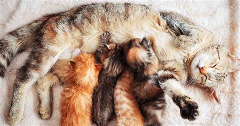 How To Tell If A Cat Is Pregnant Cat Pregnancy Signs And What To Do