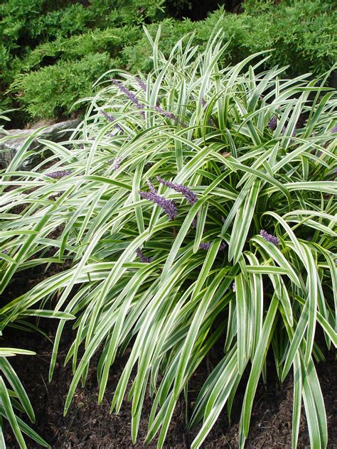 Variegated Plants For Shade