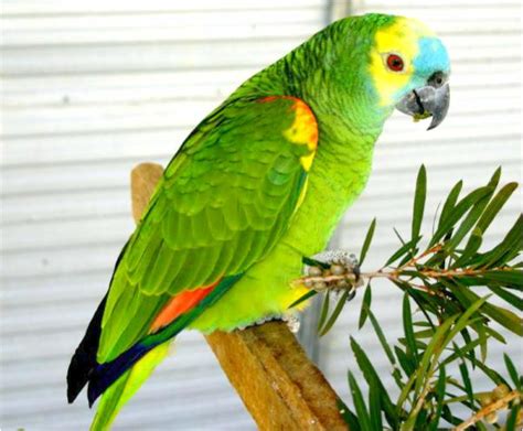 Blue Fronted Amazon Housing Care Behavior As Pet Pictures