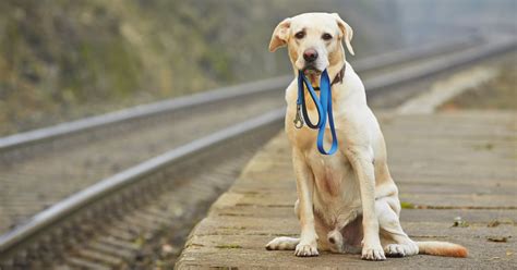 6 Ways To Prevent Your Dog From Getting Lost The Dogington Post