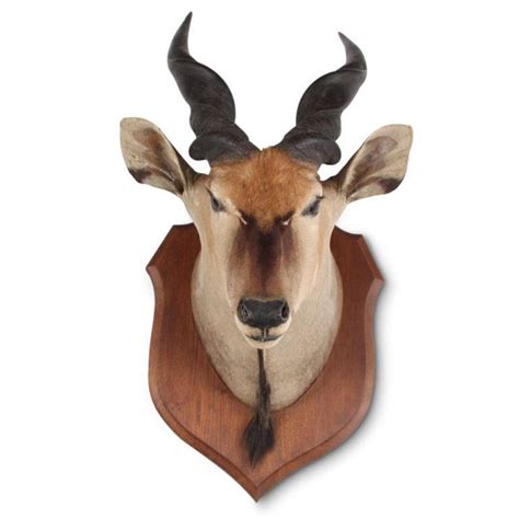 Taxidermy Mounted Eland Head For Sale At 1stdibs
