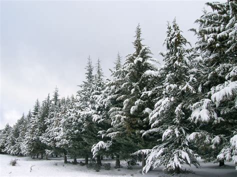 Wallpaper Landscape Sky Snow Branch Ice Frost Christmas Tree