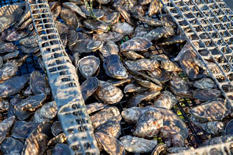 Texas Primed To Be Pearl In New Oyster Farming Industry Texas Aandm Today