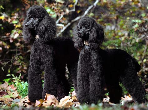 Poodles Wallpapers Wallpaper Cave