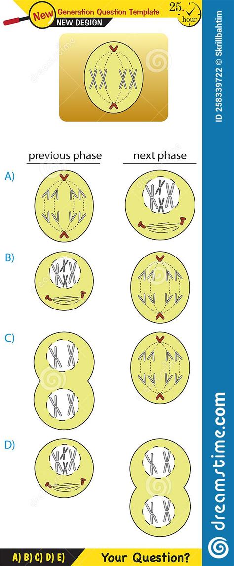Stages Of Meiosis Vector Illustration Labeled Cell Division Process