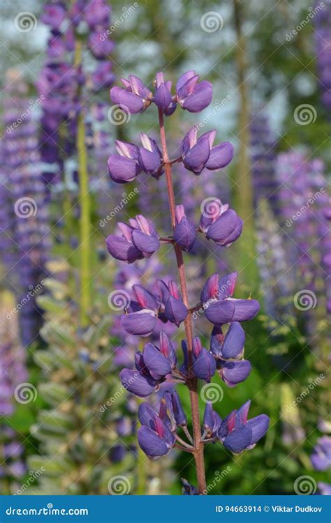 Flower Lupine Gentle Lilac On A Background Of Blue Flowers Stock Photo