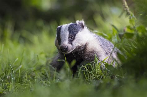 Animal Rights Groups Call For End To Badger Culling In Ireland Newstalk