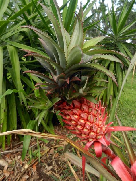 Photo Of Red Pineapple Ananas Comosus Var Bracteatus