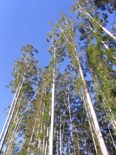 Eucalyptus Grandis Wikipedia
