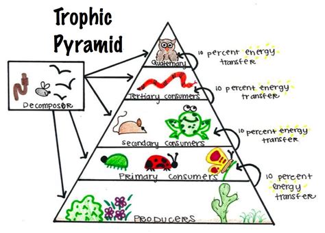 Decomposers and detritivores are essential living organisms in many ecosystems. trees - Can removing dead wood harm the ecosystem? - The ...