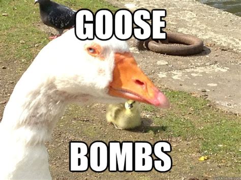Distrustful Goose Memes Quickmeme
