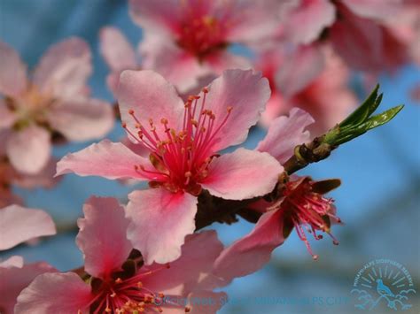 ハウスに咲く桃の花3月上旬～ 山梨県 南アルプス市 自然と文化が調和した幸せ創造都市