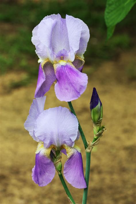 Two Purple Bearded Iris And Bud Free Stock Photo Public Domain Pictures