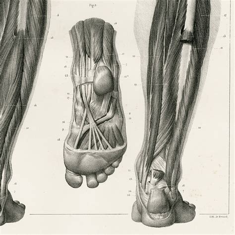 Anatomy Leg Muscles Arches Of Foot Fingers Tendons Print Etsy