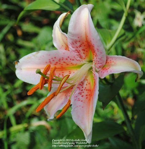 Photo Of The Bloom Of Lily Lilium Salmon Star Posted By Chelle