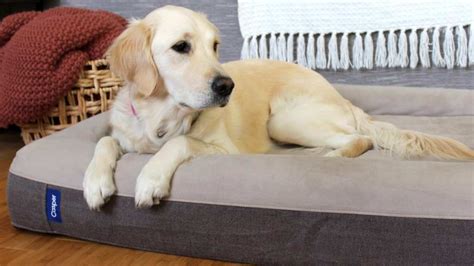 Best Dog Beds For Golden Retrievers 2022 Consistent Pet Care